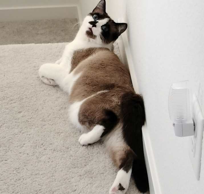 Photo of Sashimi