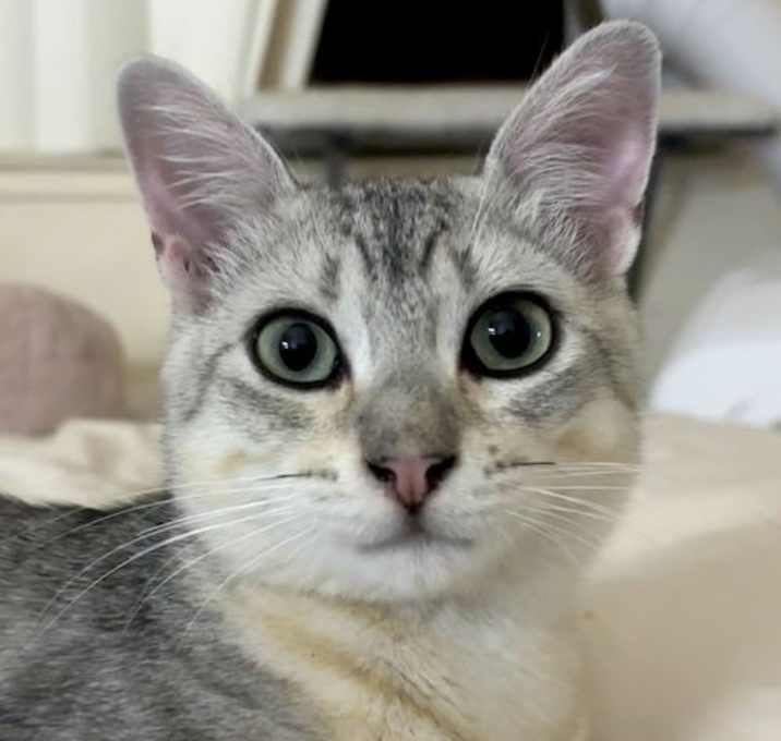 Photo of Benny (Courtesy Post)