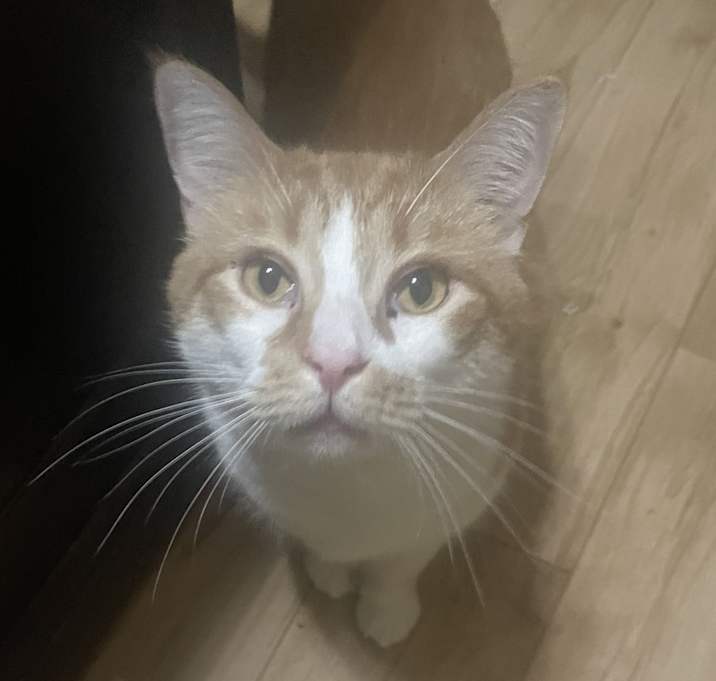 Photo of Cheddar