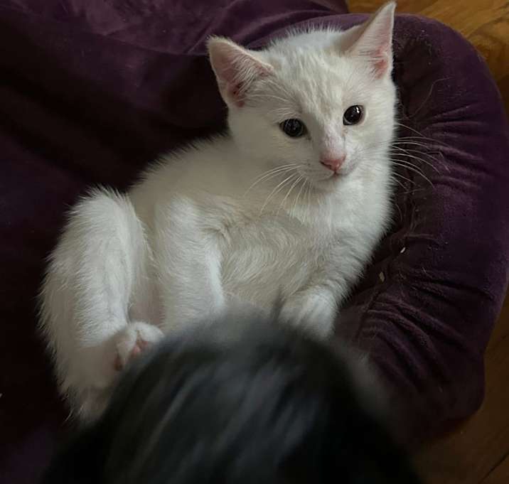 Photo of Chanel