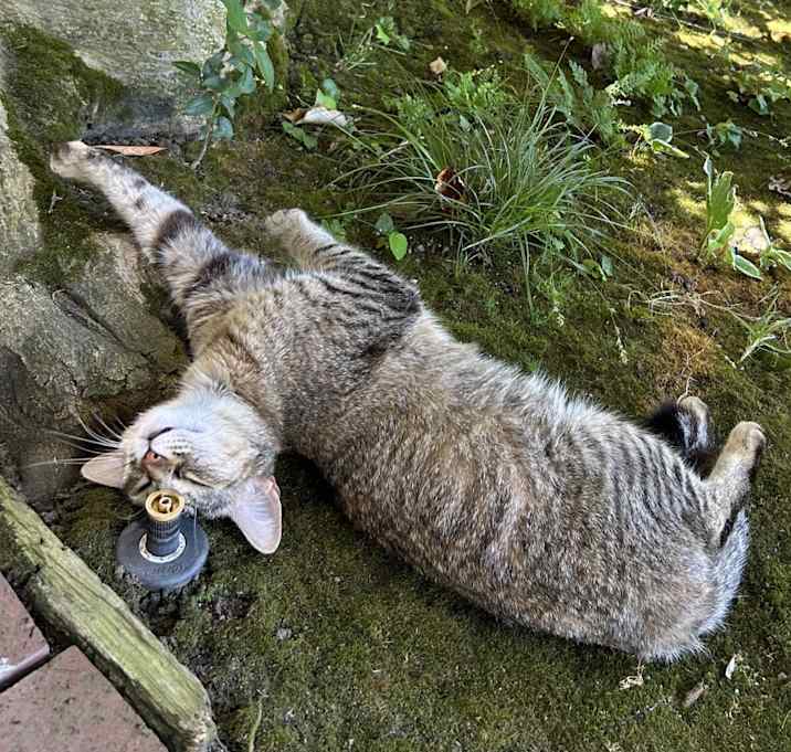 Photo of Kitty