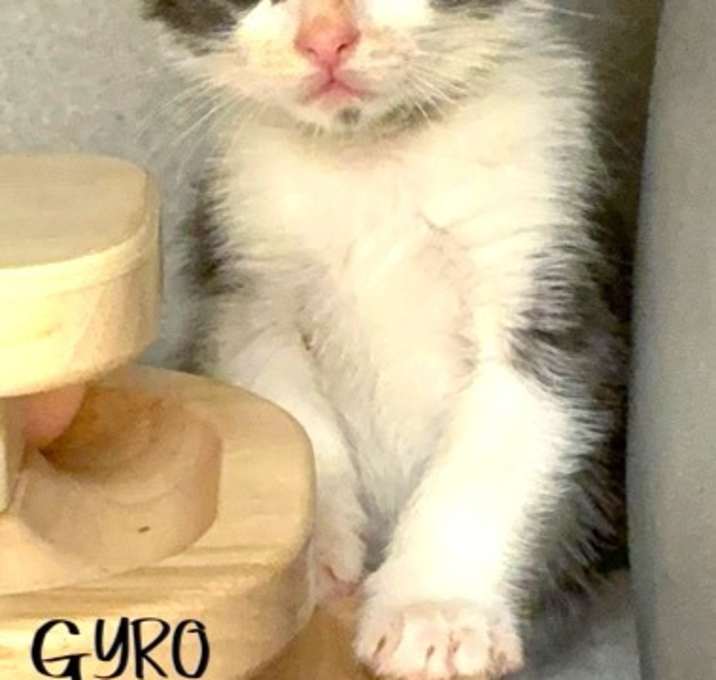 Photo of Gyro