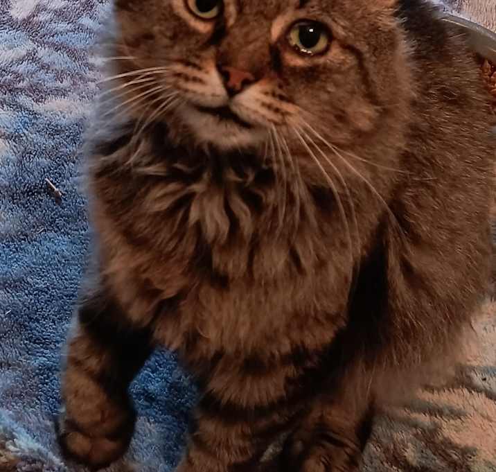 Photo of Bearcat