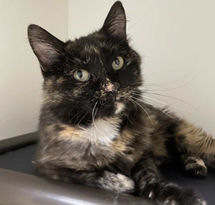 Photo of Zilly