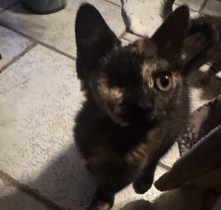 Photo of Athena