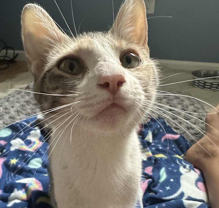 Photo of Miss Girl