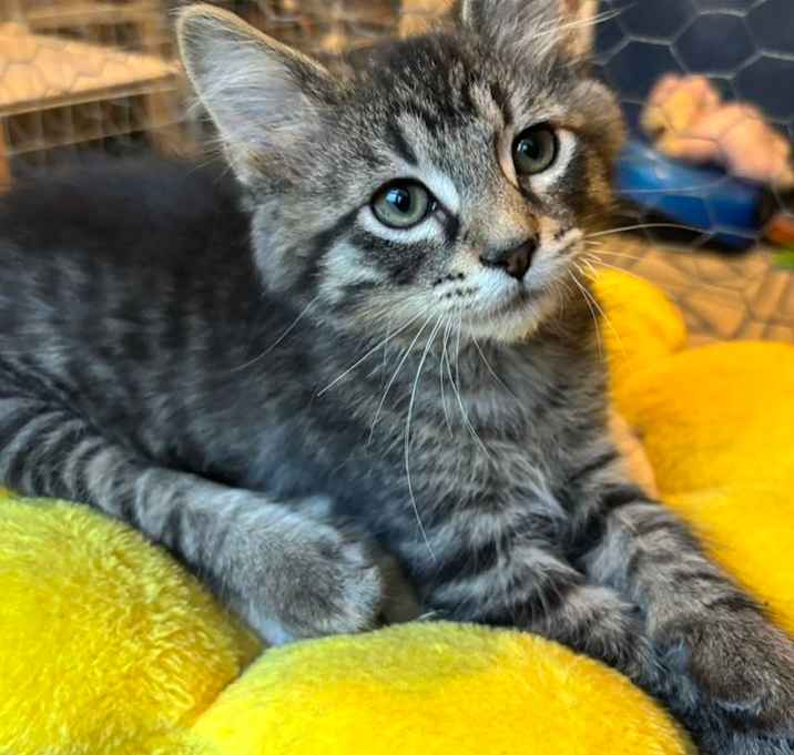 Photo of Buster