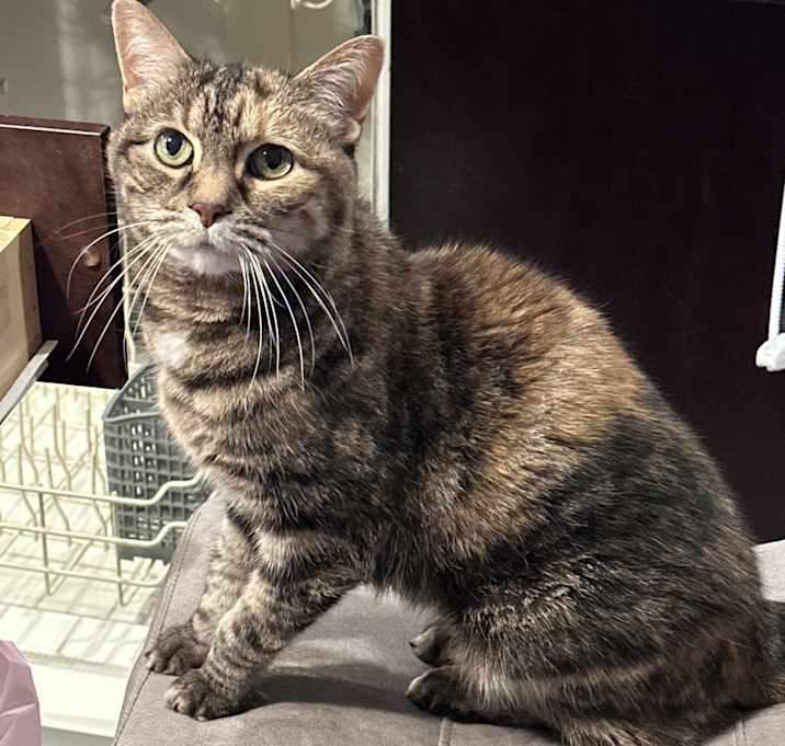 Photo of Ally cat