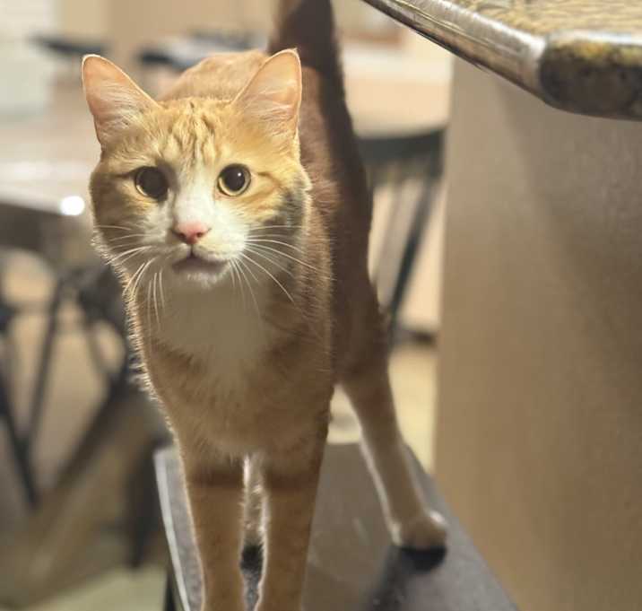 Photo of Cheeto