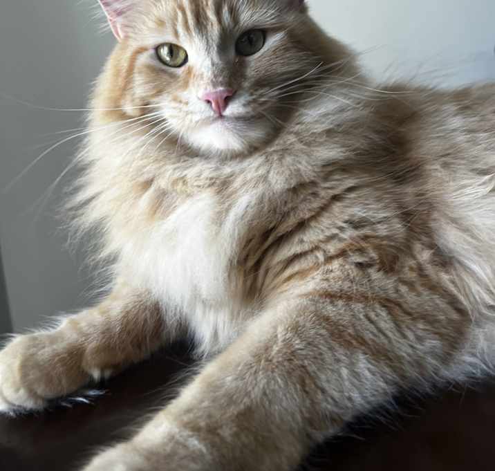 Photo of Maverick