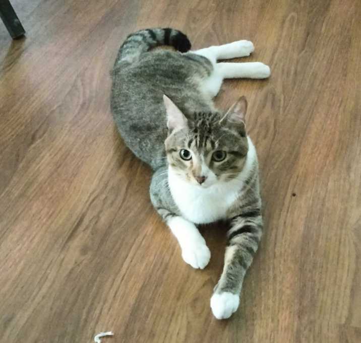 Photo of Felix