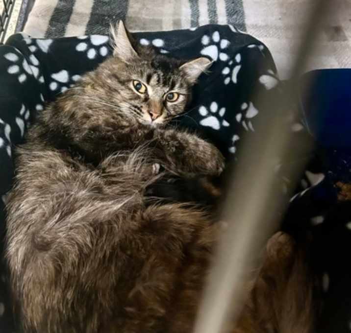Photo of Toffee