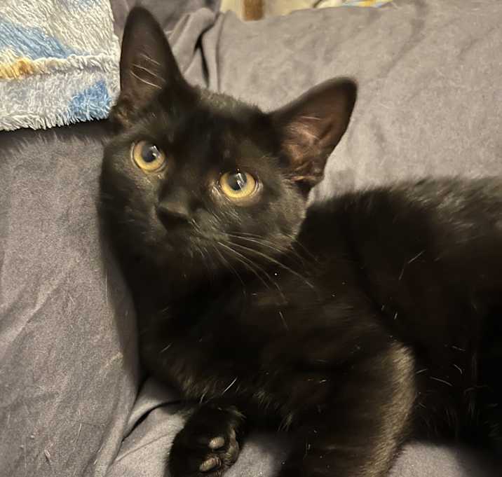 Photo of Lily