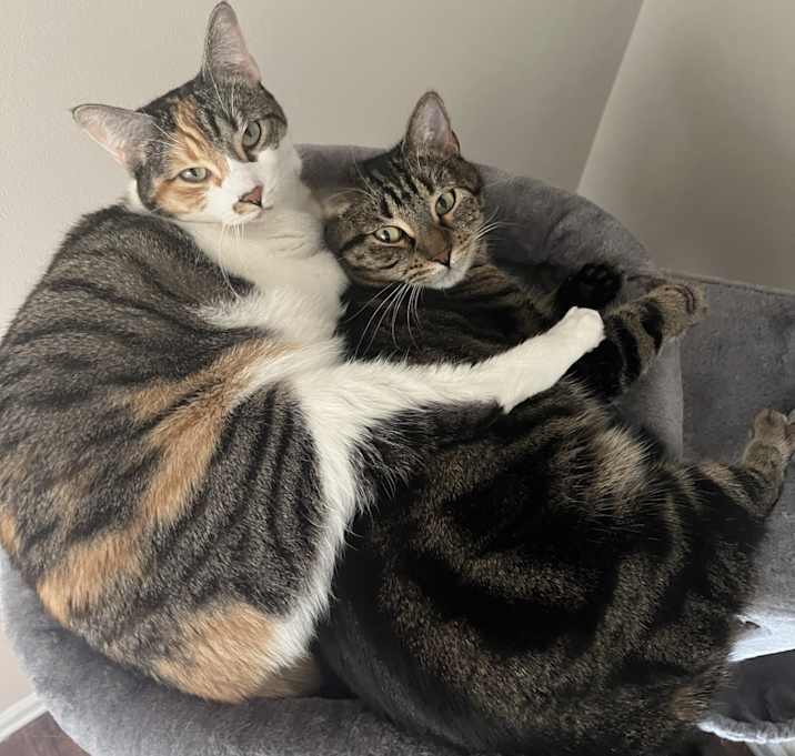 Photo of Poppy and Maxie