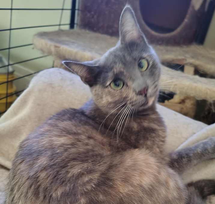 Photo of KitKat