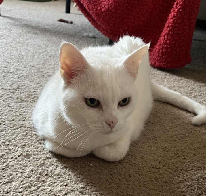 Photo of Whitey
