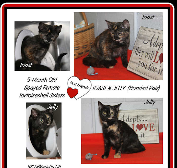 Photo of Toast & Jelly (Spayed/Bonded)