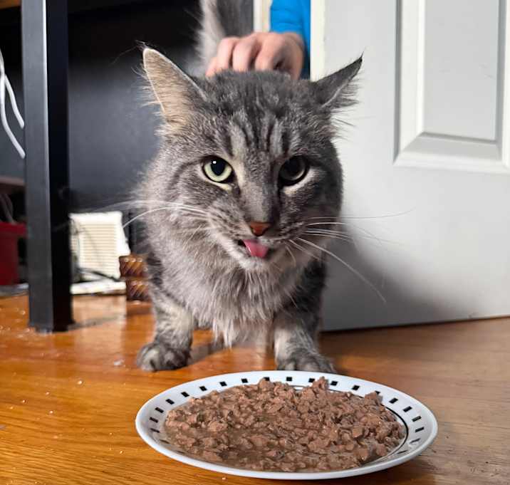 Photo of Mochi