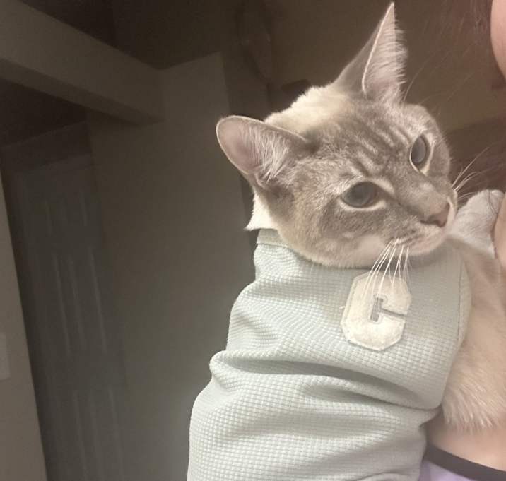 Photo of Sugar