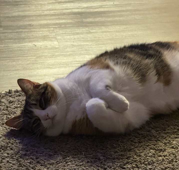 Photo of Luna