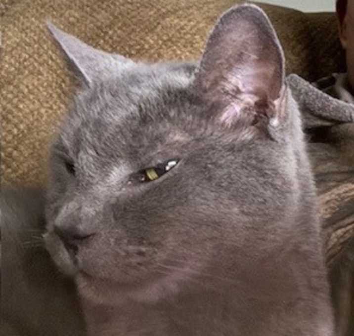Photo of Jules