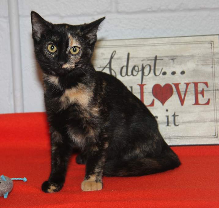 Photo of Jelly (Spayed)