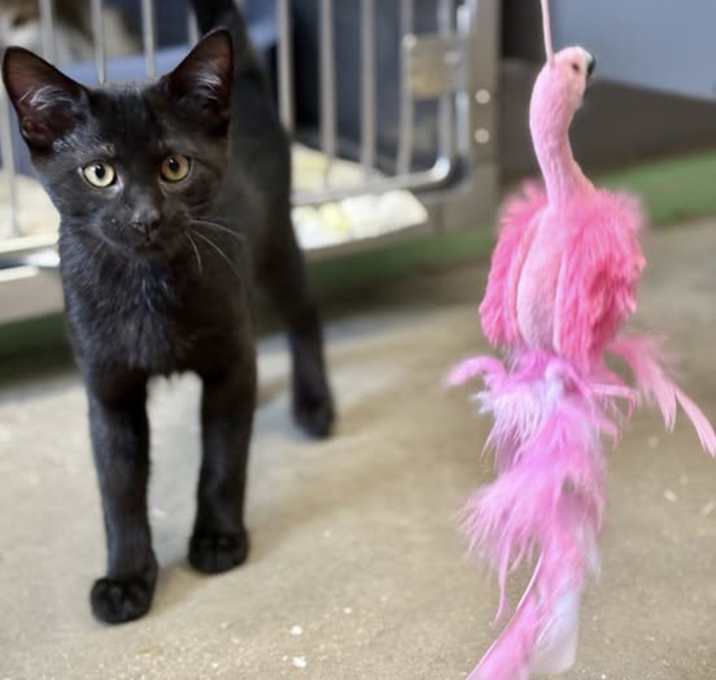 Photo of Midnight