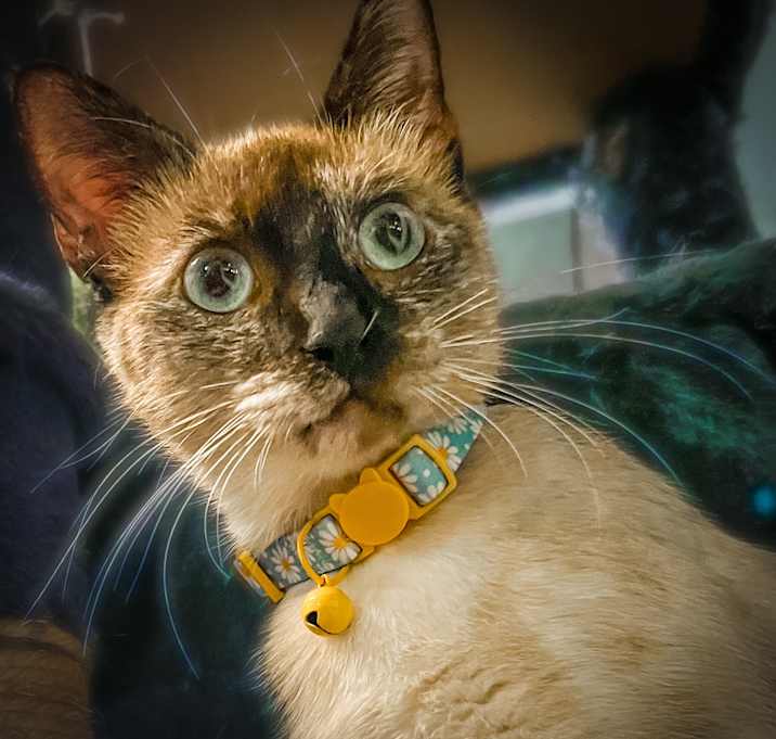 Photo of Juniper