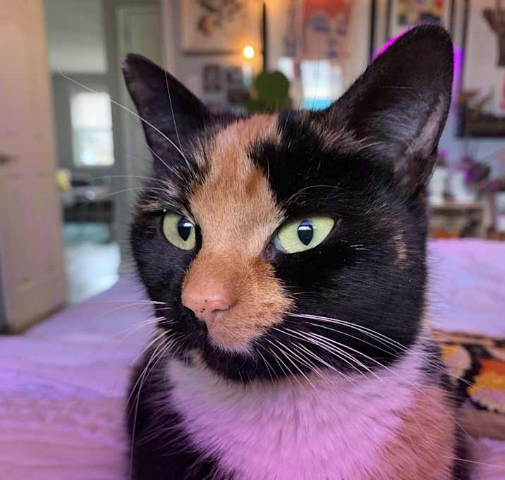 Photo of Nugget