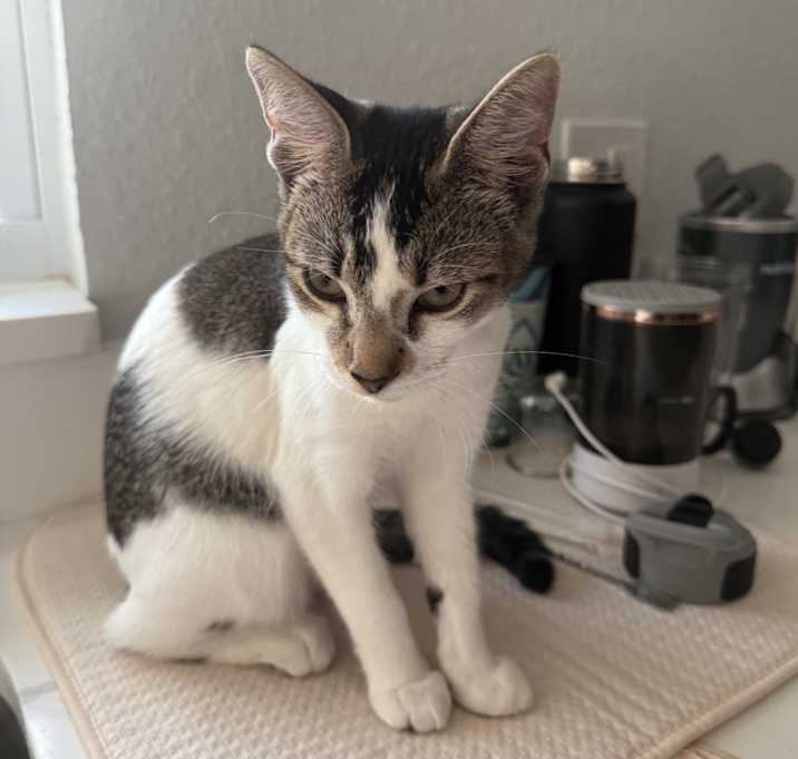 Photo of Moonshine