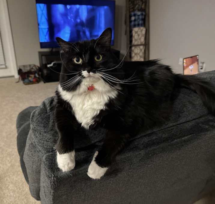 Photo of Willow