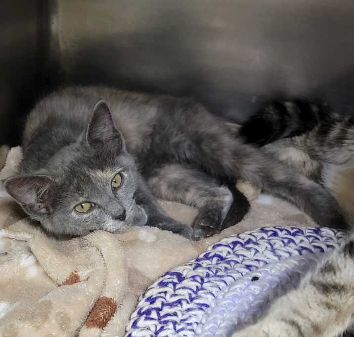 Photo of Clementine (Spayed)