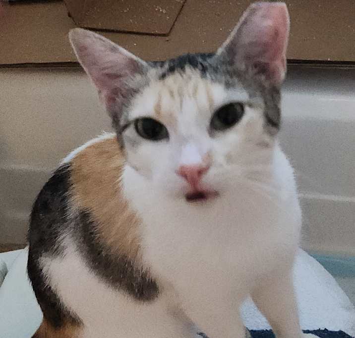 Photo of Honey