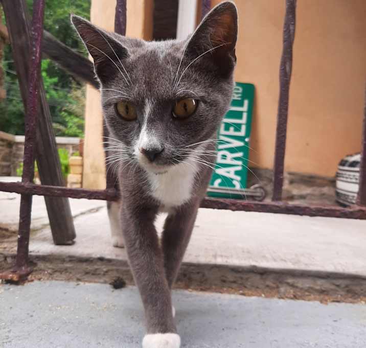 Photo of Baby Cat