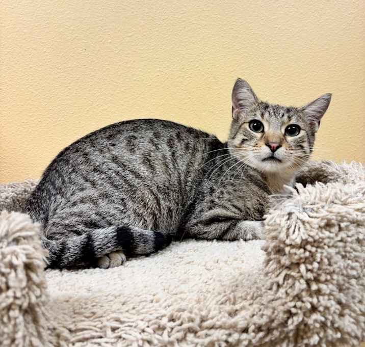 Photo of Mustard