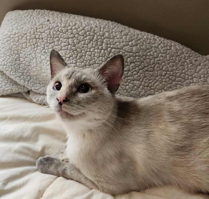 Photo of Kitty