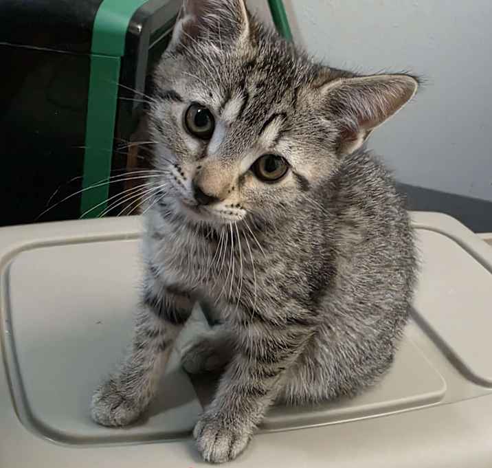 Photo of Checkers