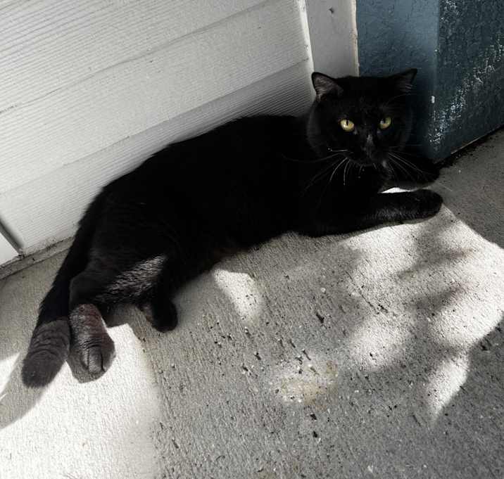 Photo of Bear