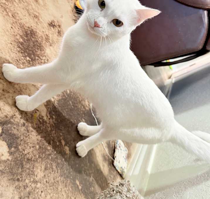 Photo of Yang