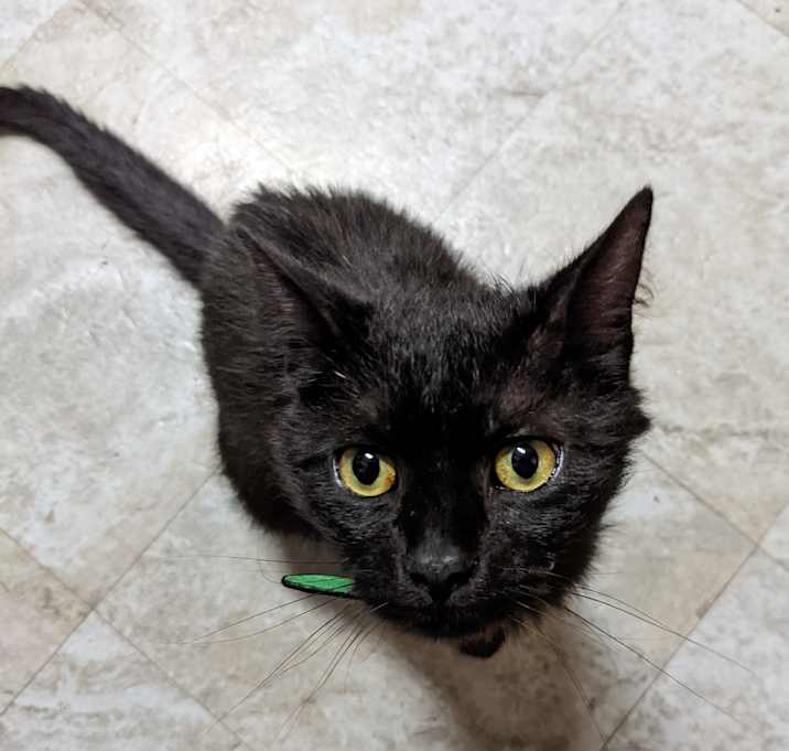 Photo of Biscuit