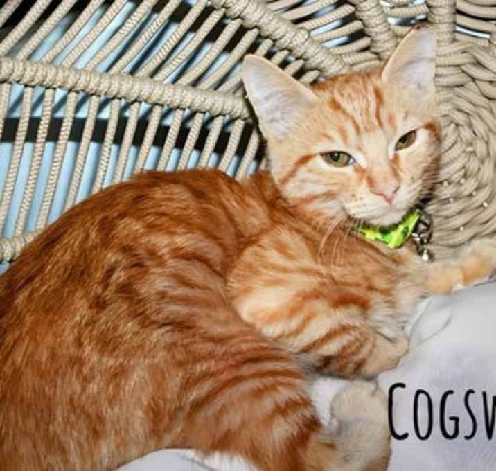 Photo of Cogsworth