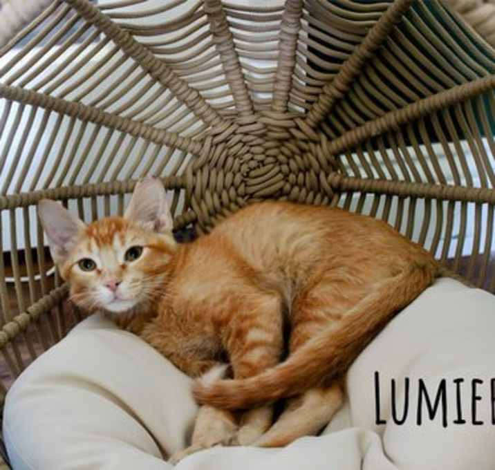 Photo of Lumiere