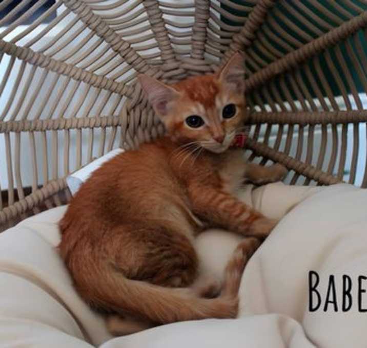 Photo of Babette