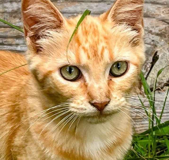 Photo of Sister Golden Hair Suprise