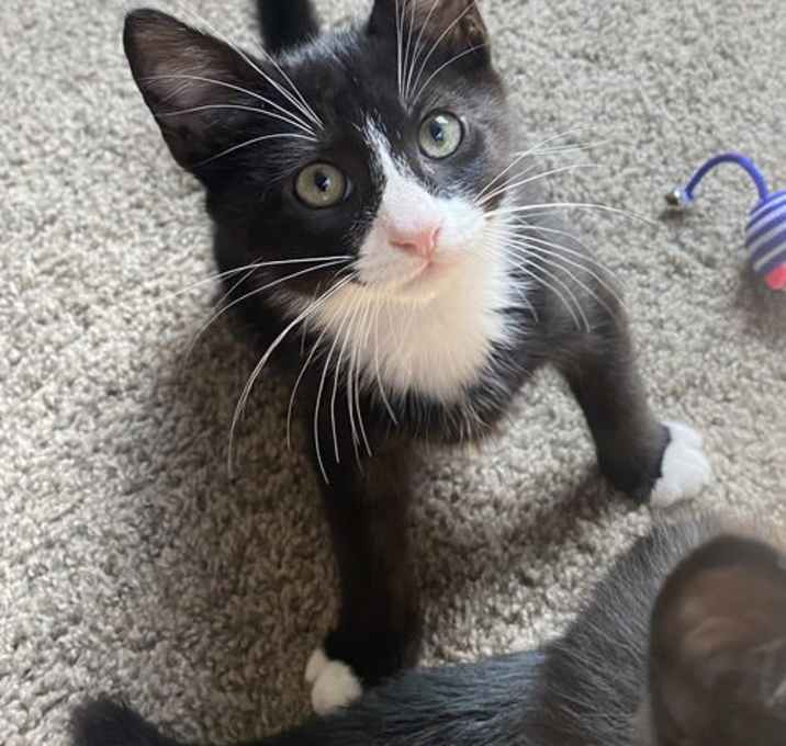Photo of Clyde KITTEN