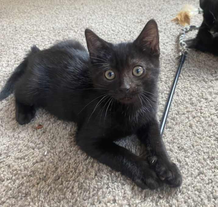 Photo of Winston KITTEN
