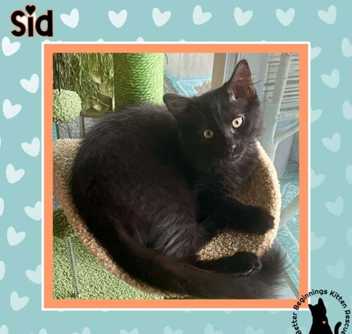 Photo of Sid
