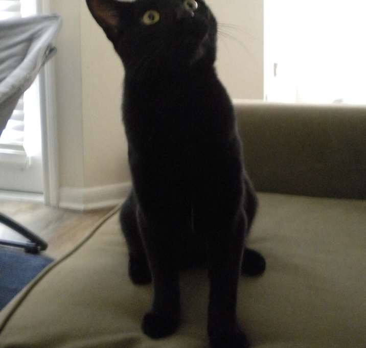Photo of Mogli