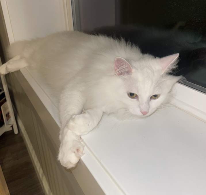 Photo of Luna
