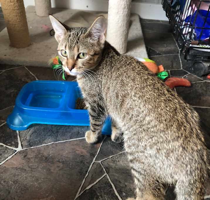 Photo of Cobbler